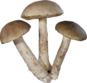 Mushroom PNG image-3205